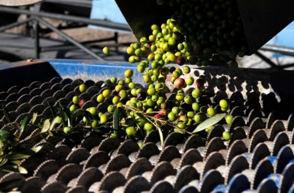 Aceitunas de cosecha temprana entrando en la almazara